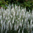 Veronica 'White Wands'  - Magic Show® White Wands Speedwell