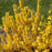 Forsythia, Show Off® Sugar Baby® Forsythia