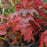 Hydrangea, Ruby Slippers Oakleaf Hydrangea