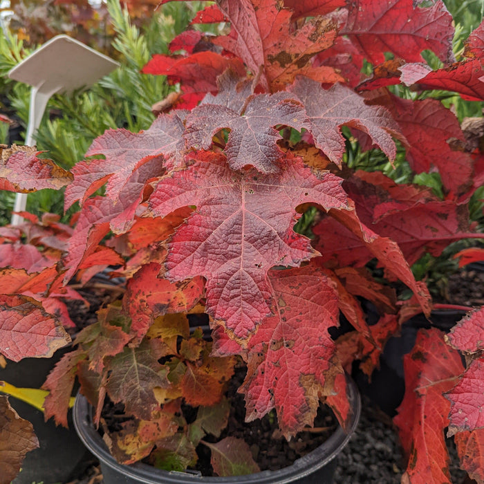 Hydrangea, Ruby Slippers Oakleaf Hydrangea