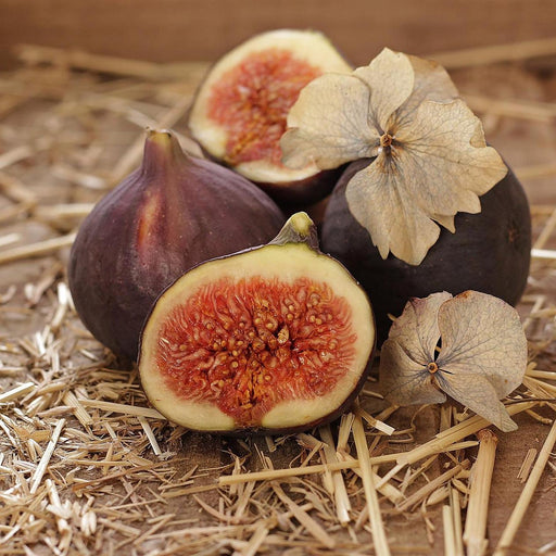Fig, Little Miss Figgy