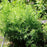 Mountain Mint, Slender Mountain Mint