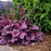 Coral Bells, Primo® Wild Rose Heuchera
