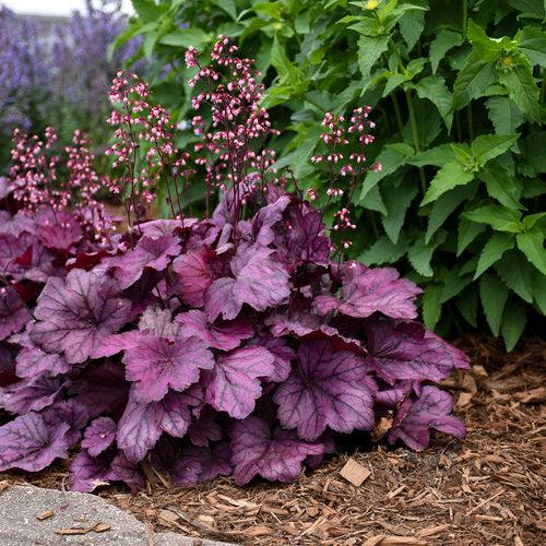 Coral Bells, Primo® Wild Rose Heuchera