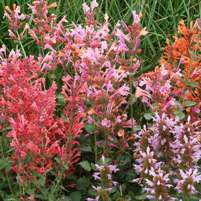 Hyssop,  Kudos™ Ambrosia Hummingbird Mint