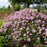 Lilac, Bloomerang® Purpink Lilac