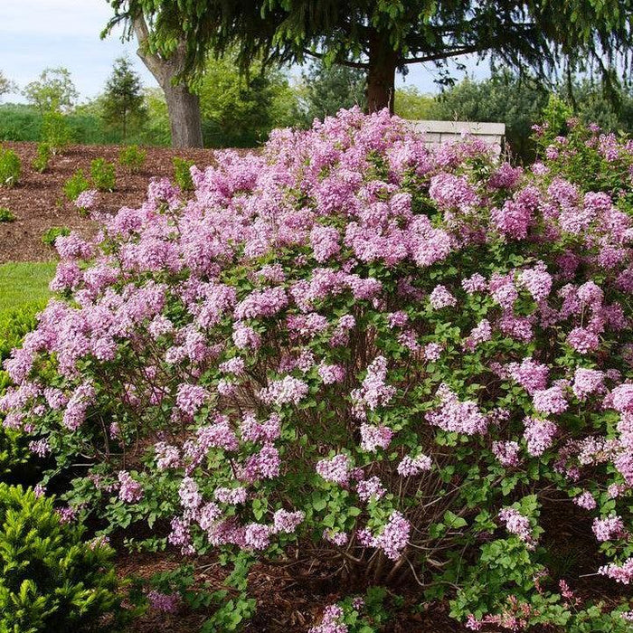 Lilac, Bloomerang® Purpink Lilac