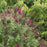 Butterfly Bush, First Editions® Funky Fuchsia™ Butterfly Bush