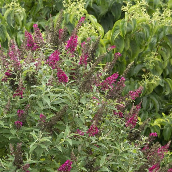 Butterfly Bush, First Editions® Funky Fuchsia™ Butterfly Bush