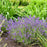 Lavender, Summer Serenade Lavender