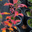 Enkianthus, Showy Lanterns Enkianthus
