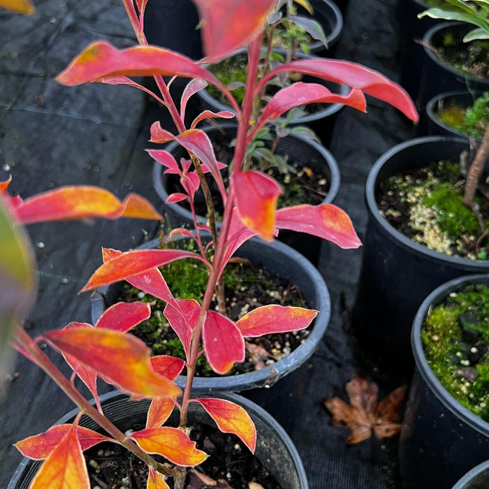 Enkianthus, Showy Lanterns Enkianthus