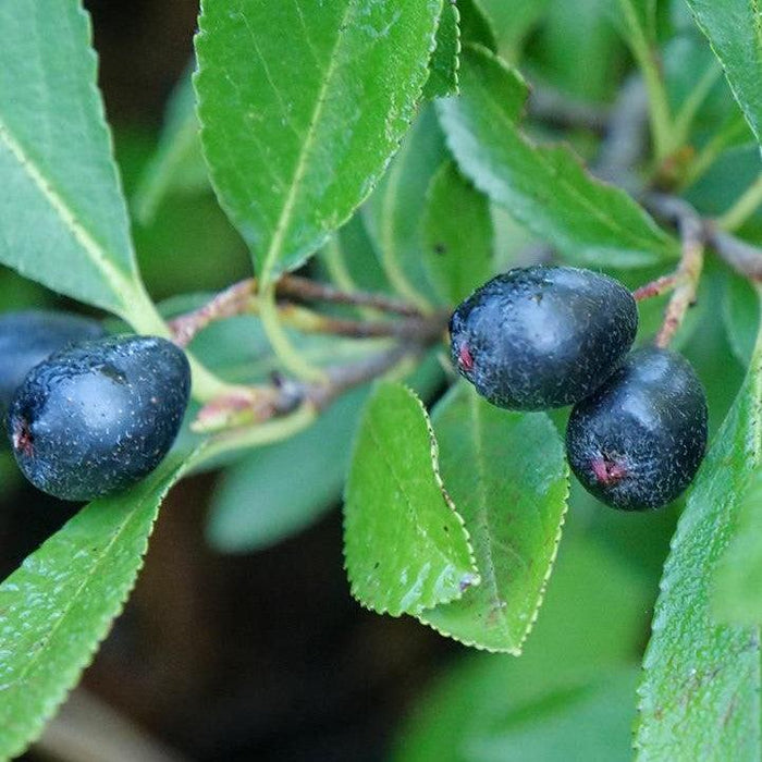 Chokeberry, PW® Ground Hug® Aronia