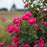 Rose, My Girl Shrub Rose
