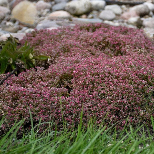 Sedum, Steel the Show Stonecrop