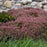 Sedum, Steel the Show Stonecrop