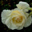 Rose, First Editions® The Finest™ Rose