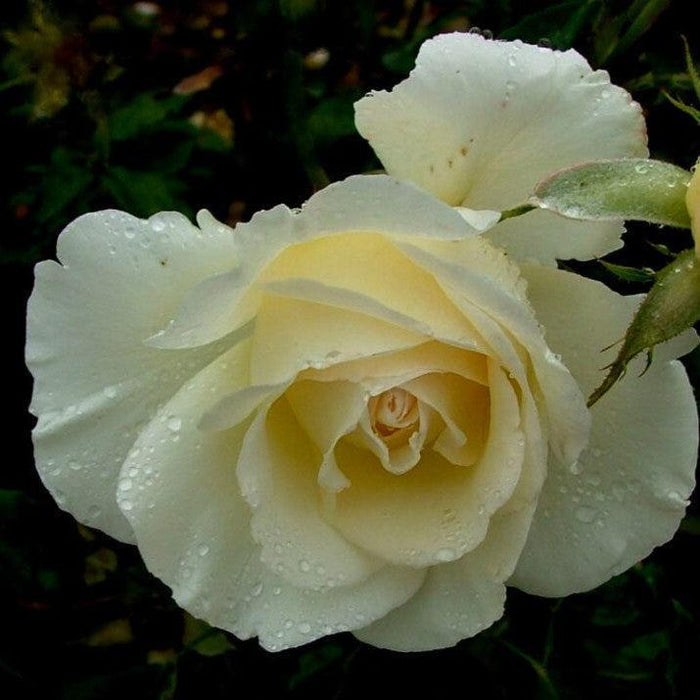 Rose, First Editions® The Finest™ Rose