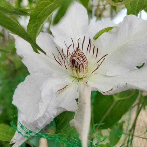 Clematis, Hyde Hall™ Clematis
