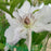 Clematis, Hyde Hall™ Clematis