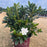 Azalea, Encore Autumn Lily Azalea