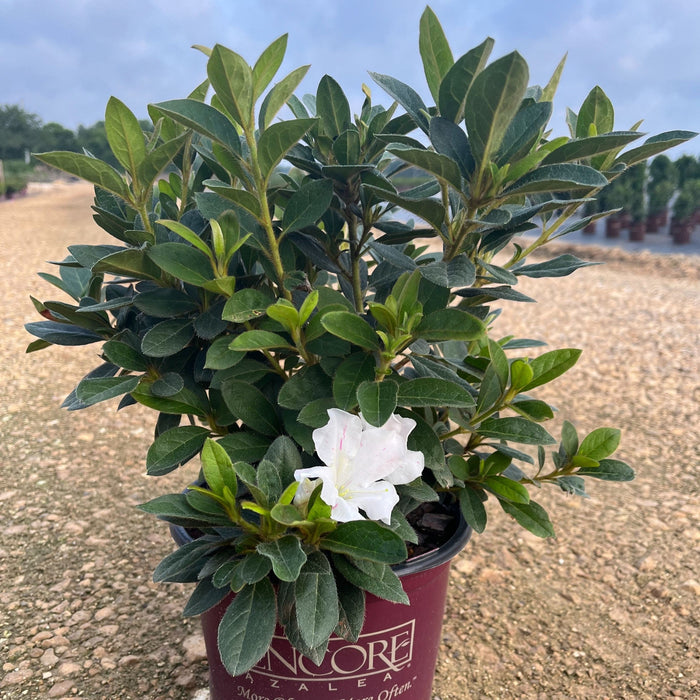 Azalea, Encore Autumn Lily Azalea