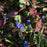 Leadwort, Hardy Plumbago, Leadwort