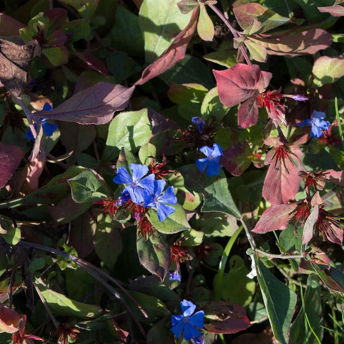 Leadwort, Hardy Plumbago, Leadwort