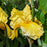 Iris germanica 'Pleasant Peasant'  - Pleasant Peasant Bearded Iris