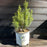Holly, Gem Box® Inkberry Holly