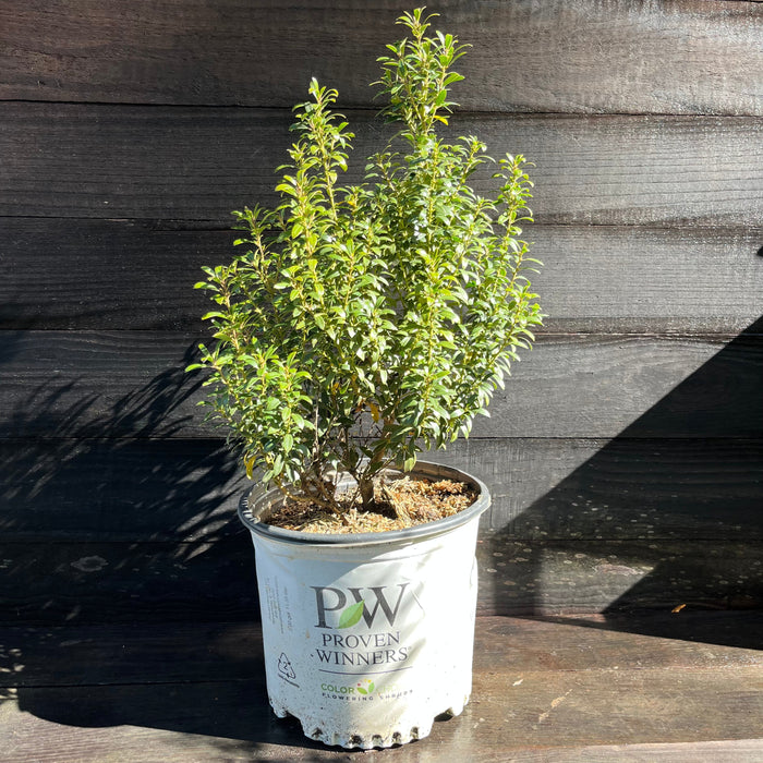 Holly, Gem Box® Inkberry Holly