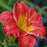 Daylily, Red Hot Returns Daylily