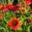 Coneflower, Cheyenne Spirit Echinacea, Coneflower