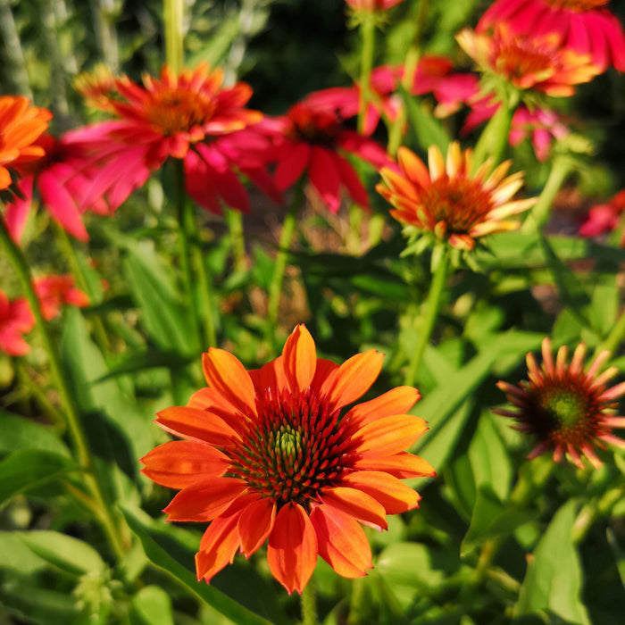 Coneflower, Cheyenne Spirit Echinacea, Coneflower