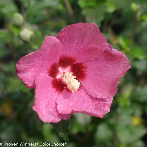 Hibiscus, PW® Lil' Kim® Red Hibiscus