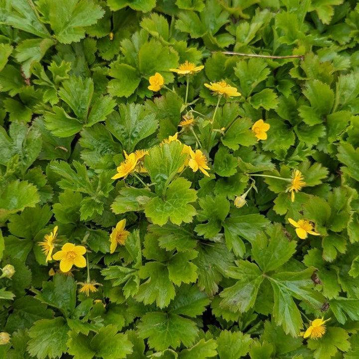 Barren Strawberry