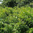 Dogwood, Gray Dogwood