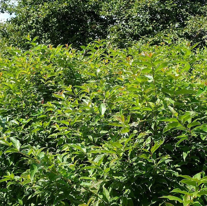 Dogwood, Gray Dogwood