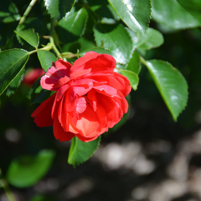 Rose, Flower Carpet® Scarlet Rose