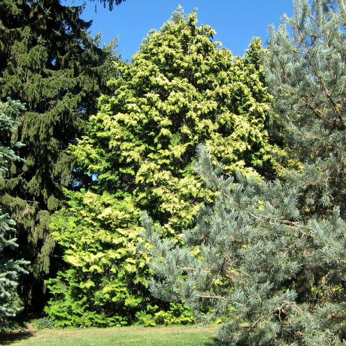 False Cypress, Golden Hinoki False Cypress