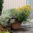Hyssop, Kudos™ Yellow Hummingbird Mint