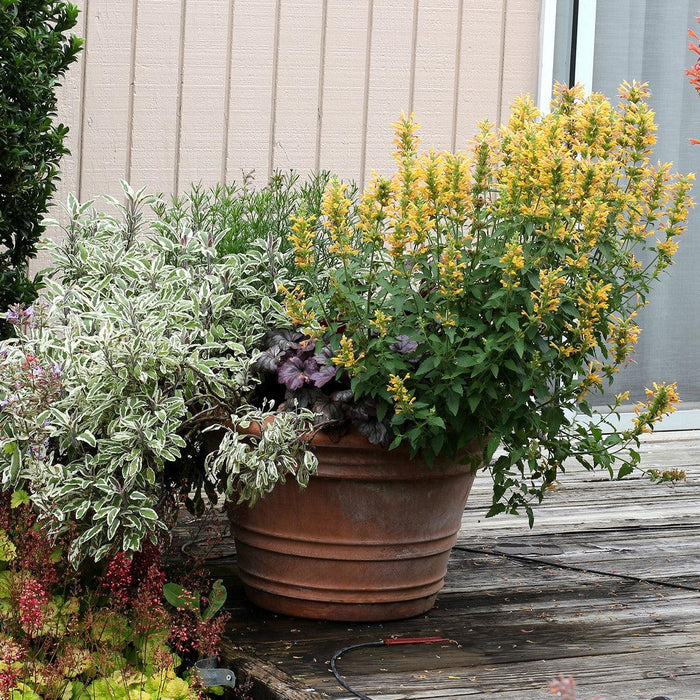 Hyssop, Kudos™ Yellow Hummingbird Mint