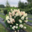 Hydrangea, Quick Fire Fab® Hydrangea