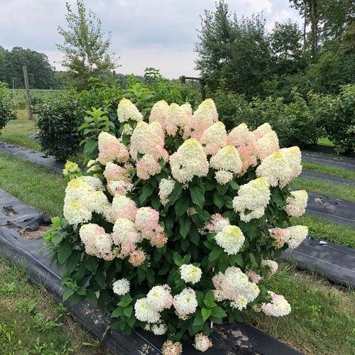 Hydrangea, Quick Fire Fab® Hydrangea