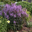 Beardtongue, Midnight Masquerade