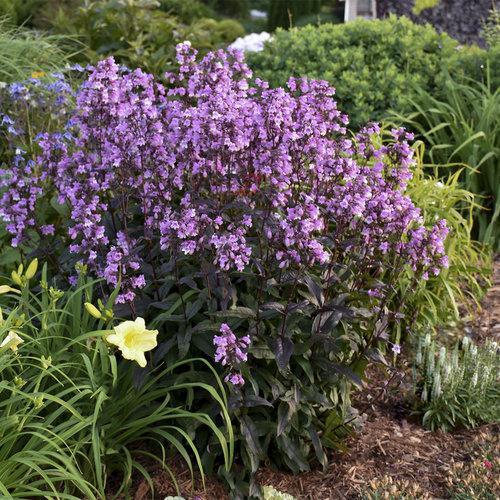 Beardtongue, Midnight Masquerade
