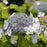 Hydrangea, Blue Billow Hydrangea