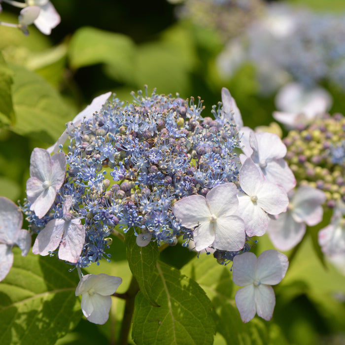 Hydrangea, Blue Billow Hydrangea