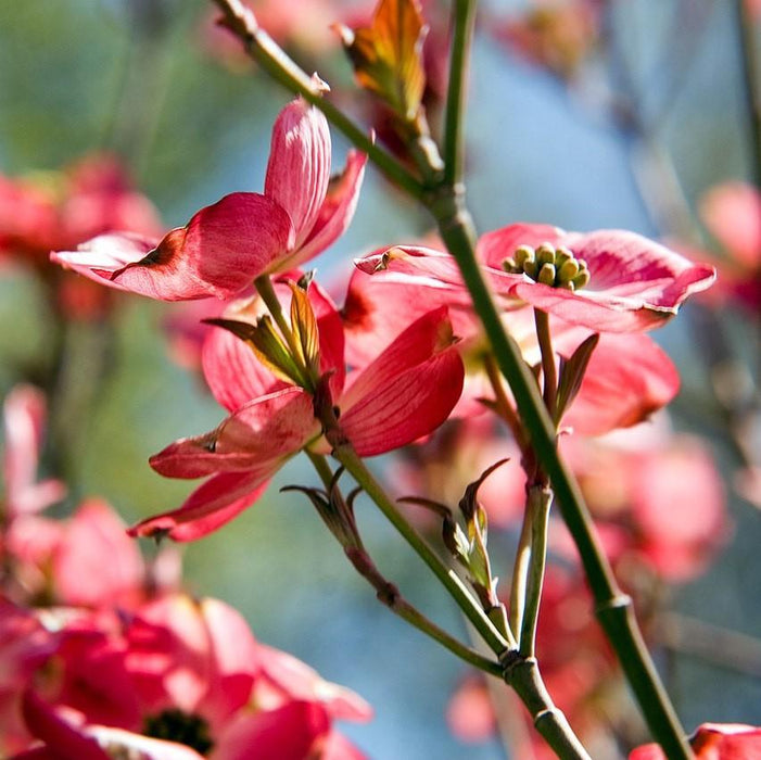 Dogwood, Cherokee Brave Dogwood