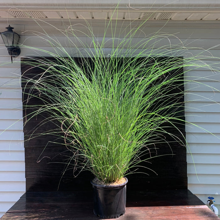 Grass, Maiden Grass